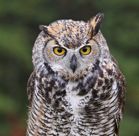 フクロウ と ミミズク 違いがわかる事典